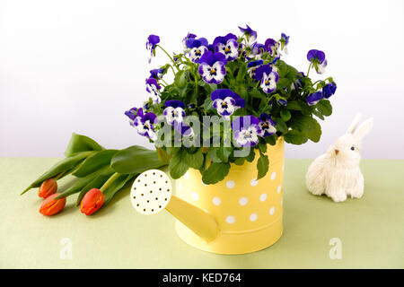 Violette Stiefmütterchen Blumen in Eine gelbe Gießkanne von einem Osterhasen und ein Bündel von orange Tulpen umgeben. Stockfoto