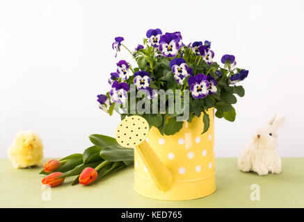Violette Stiefmütterchen Blumen in Eine gelbe Gießkanne von einem Osterhasen, Küken und ein Bündel von orange Tulpen umgeben. Stockfoto