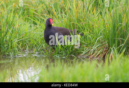 Sumpfhuhn (Gallinula chloropus) in einem überschwemmten Feld mit langen Gras, im Herbst in Großbritannien. Stockfoto