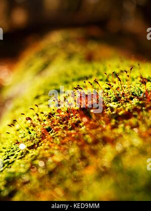 Braun shinning Nadeln in Moos auf den gefallenen Baum. Laub Wald im Herbst in Hintergrund. Stockfoto