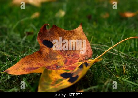 Ein maple leaf mit Teer Flecken Stockfoto