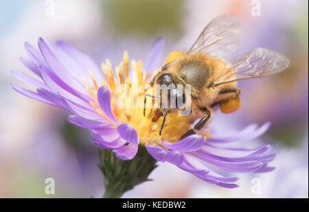 Honigbiene, Apis mellifera, auf new york Aster, Aster novi-belgii Stockfoto