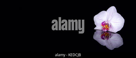 Eine Orchidee mit Wassertropfen und Reflexion auf schwarzem Hintergrund Stockfoto