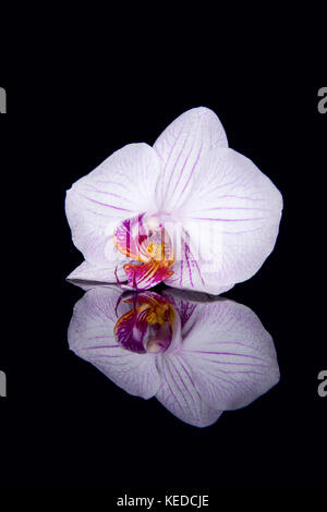 Eine Orchidee mit Wassertropfen und Reflexion auf schwarzem Hintergrund Stockfoto