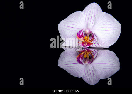 Eine Orchidee mit Wassertropfen und Reflexion auf schwarzem Hintergrund Stockfoto