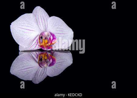Eine Orchidee mit Wassertropfen und Reflexion auf schwarzem Hintergrund Stockfoto