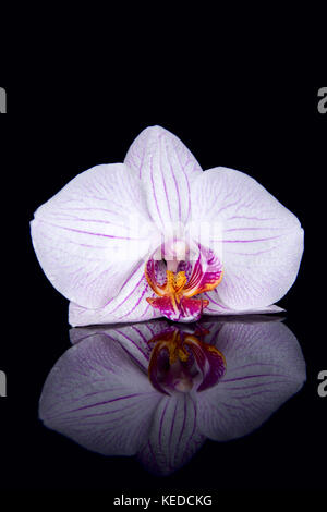 Eine Orchidee mit Wassertropfen und Reflexion auf schwarzem Hintergrund Stockfoto