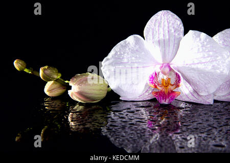 Orchidee Blumen mit Reflexion auf schwarzem Hintergrund Stockfoto