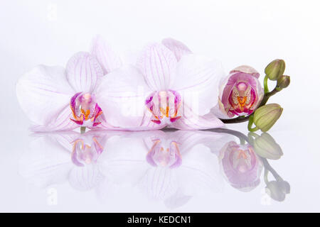 Orchidee Blumen mit Reflexion auf weißem Hintergrund Stockfoto