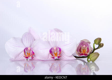 Orchidee Blumen mit Reflexion auf weißem Hintergrund Stockfoto