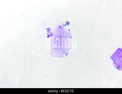 Hund Wange Zellen durch Mikroskop, mikrofotografie, gefärbt Lila, Kerne und Zellen Struktur Stockfoto