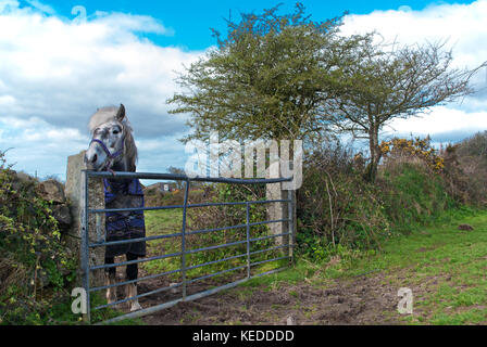 Ein cute Adorable Little Pony hinter einem Tor trägt eine Jacke. Stockfoto