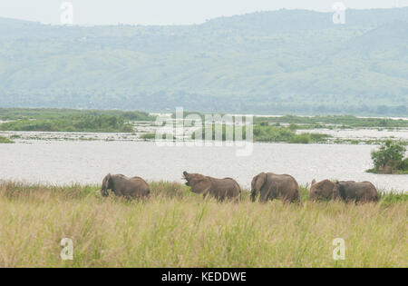 Afrikanische Elefanten neben den Lake Albert, in der Demokratischen Republik Kongo. Die mittleren Tier hat seinen Stamm zu einer Schlinge für buschfleisch Satz verloren. Stockfoto