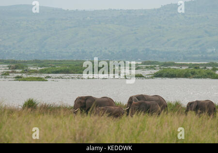 Afrikanische Elefanten neben den Lake Albert, über die internationale Grenze in der Demokratischen Republik Kongo. Stockfoto