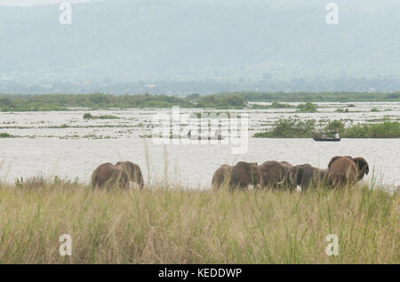 Afrikanische Elefanten neben den Lake Albert, in der Demokratischen Republik Kongo. Die Menschen vor Ort angeln im Hintergrund, im selben Bereich. Stockfoto