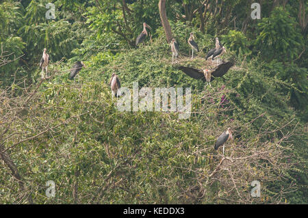 Eine Kolonie von Marabou Störche Nester in einem Baum über eine viel befahrene Straße in Kampala, Uganda. Stockfoto