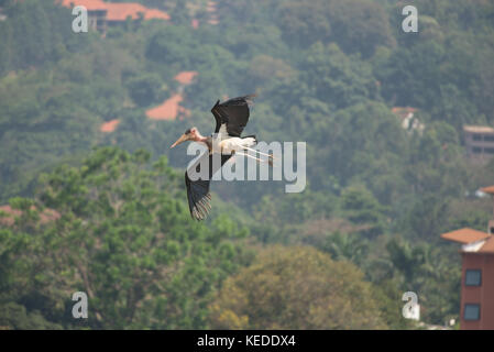 Marabu über der Stadt von Kampala, Uganda gleiten. Stockfoto