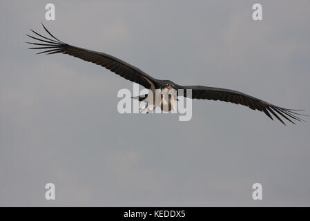 Marabu über der Stadt von Kampala, Uganda gleiten. Stockfoto