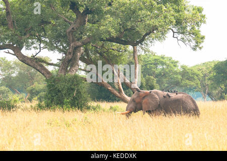 Bull elephant im hohen Gras, Murchison Falls Nationalpark, Uganda. Stockfoto