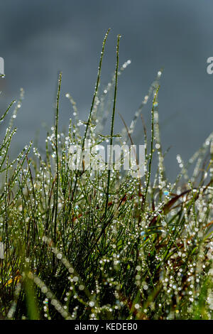 Trockene weiße Blume im nassen Gras. Frische outdoor Natur Hintergrund Tau Tropfen auf dem Gras Stockfoto