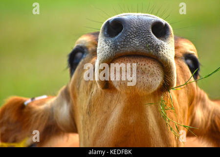 Kühe geneigter Kopf nach oben zeigt die Details auf der Nase einschließlich der Nasenlöcher, Mund, schnurrhaare und etwas Gras. Stockfoto