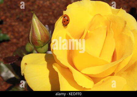 Lady bug Stockfoto