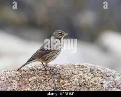 Europäische rock Pieper, anthus petrosus, single Vogel auf Rock, Cornwall, Oktober 2017 Stockfoto