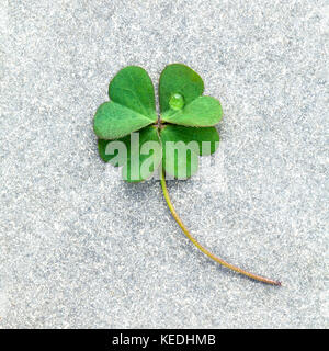 Klee Blätter auf Stein. Die symbolische von Four Leaf Clover der Erste ist für den Glauben, die zweite ist für die Hoffnung, die Dritte wird für Liebe, und der vierte ist für Stockfoto