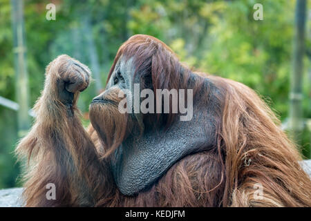 Orang-utan (APE) Porträt mit seinen Augen, wenn man in seine geschlossene Hand mit unscharfen Hintergrund Stockfoto