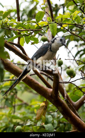 Blau und Weiß Magpie-Jay in einem Apfelbaum, Arenal, Costa Rica Volanco Stockfoto