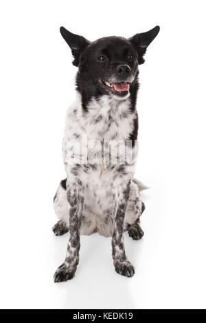 Portrait eines Hundes auf weißem Hintergrund Stockfoto