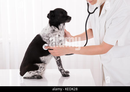 Nahaufnahme der Berufsbildung untersuchen Hund mit Stethoskop im Krankenhaus Stockfoto