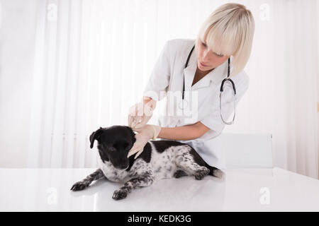 Der junge weibliche Tierarzt Reinigung hund Ohr in Klinik Stockfoto