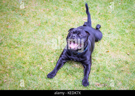 Happy Staffordshire Bull Terrier Hund Flach auf Gras mit seinen Kopf nach oben lächelnd und sehr glücklich. Er sehr schön mit einer glänzenden schwarzen Mantel Stockfoto