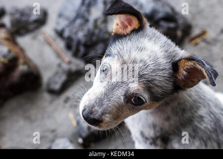 Portrait einer Australian Cattle Dog Welpen Stockfoto