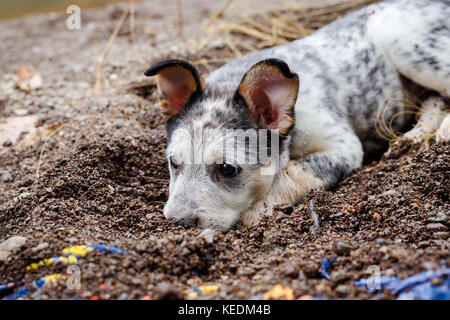 Australian Cattle Dog Welpe liegend mit seiner Nase in den Schmutz Stockfoto