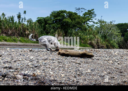 Australian Cattle Dog plötzlich abbrechen, während eines Spiels von fetch Stockfoto