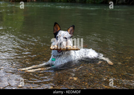 Australische Rinder Hund liegend im Wasser mit einem Stock in den Mund Stockfoto