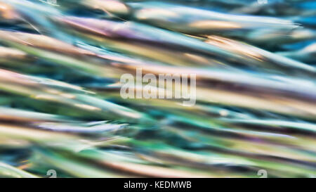 Kleine Fische verschwimmen in Aktion. Fischig, maritim, bilde Kunst. Oregon Coast Aquarium Newport, Oregon Stockfoto