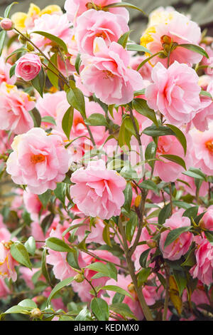 Rosa Blumen japanische Kamelie (Camellia japonica). schöne rosa blühende Strauch Stockfoto