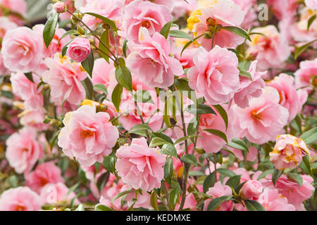 Rosa Blumen japanische Kamelie (Camellia japonica). schöne rosa blühende Strauch Stockfoto