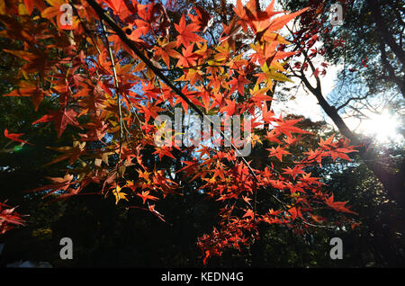 Gelbe und Rote Ahorn im Herbst verlassen Stockfoto