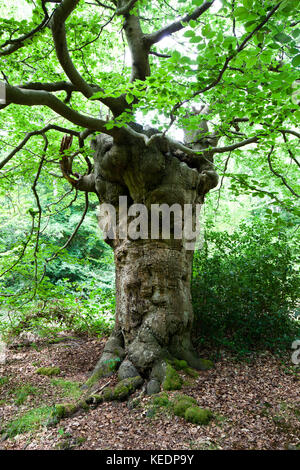Europäische Buche (Fagus sylvatica): alte Pollard. Burnham Beeches. buckinghamshire. England. Stockfoto