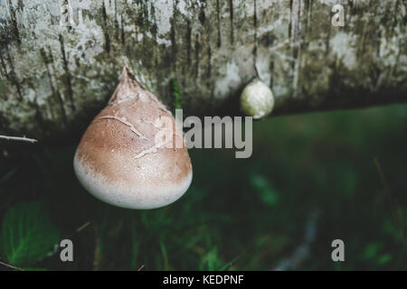 Stapel von bunte Pilze Stockfoto