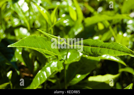 Makro Tea Leaf. coonor, Nilgiri, Indien. Plantage. Stockfoto