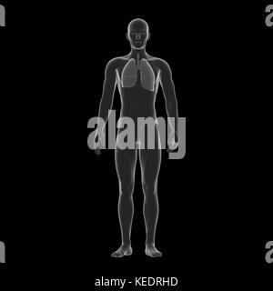 Menschliche lang, medizinische Modell Stockfoto