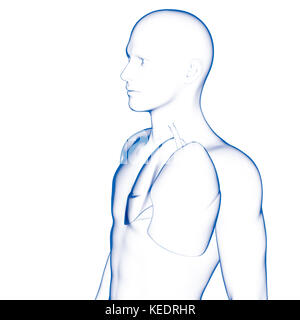 Menschliche lang, medizinische Modell Stockfoto