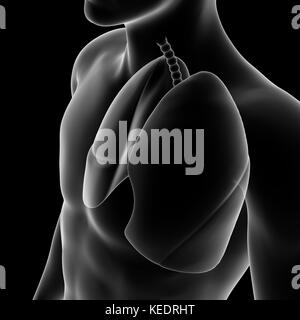 Menschliche lang, medizinische Modell Stockfoto