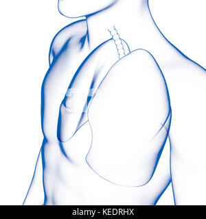 Menschliche lang, medizinische Modell Stockfoto