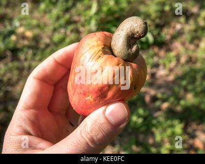 Red cashew Nüsse Stockfoto